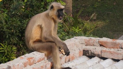 A solitary langur monkey sits peacefully on a terrace, delicately eating, its long tail curled and expressive eyes alert
