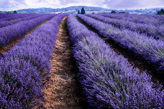 Rows of Lavender flowers growing in a field, Viguzzolo, Piedmont, Italy