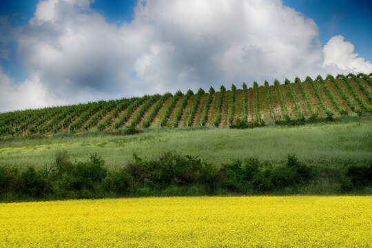 Rows of vines and rapeseed field crops in Tortonesi Hills, Sarezzano, Alessandria, Piedmont, Italy