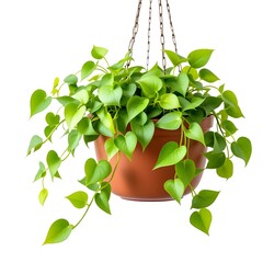 Golden pothos vine trailing from a hanging basket on white