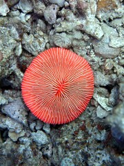 Plate coral