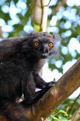 Obraz premium male black lemur (eulemur macaco) or mohrenmaki is an endangered species of primates in Madagascar