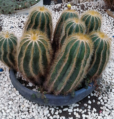 Cactus flower natural decoration