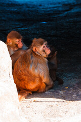 動物園 猿
