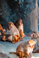 動物園 猿