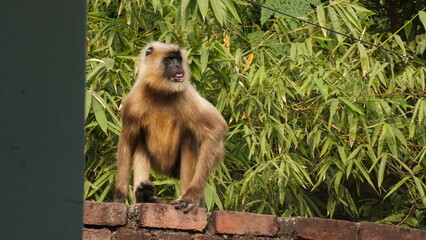 A solitary langur monkey sits peacefully on a terrace, delicately eating, its long tail curled and expressive eyes alert.