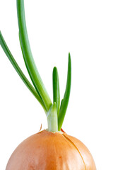 sprouted onion sprouts on a white background close-up