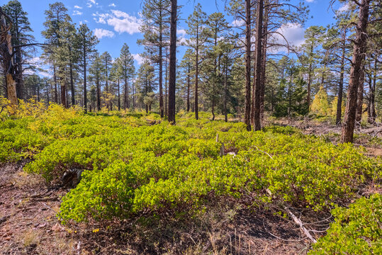 Greenleaf Manzanita plants growing amongst the trees in North Rim, Grand Canyon National Park, Arizona, USA