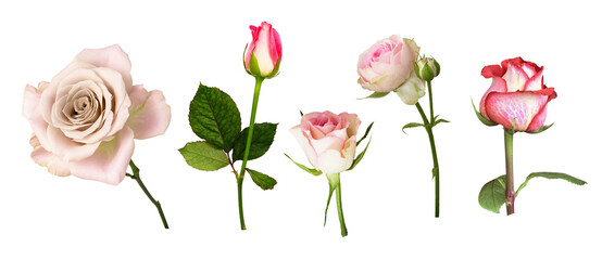 Set of pink and beige rose flowers isolated on white or transparent background