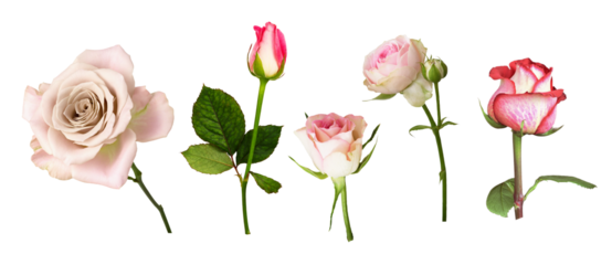 Set of pink and beige rose flowers isolated on white or transparent background