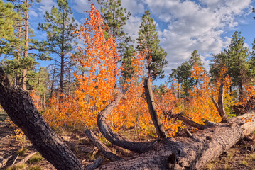 Forest landscape with autumnal fall foliage covered Aspen trees near Greenland Lake, North Rim, Grand Canyon National Park, Arizona, USA