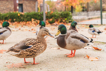un pato nadando en el agua