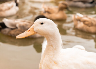 un pato nadando en el agua