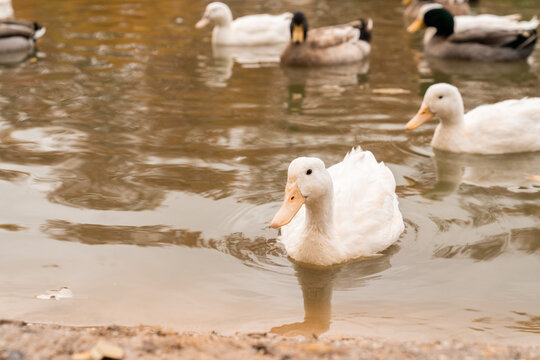 un pato nadando en el agua