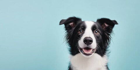 Fototapeta premium Happy Border Collie dog portrait. Black white fur pet on light blue background. Cute animal face head. Clean simple design. Monochromatic color scheme. Space for text. Ideal for pet blogs websites