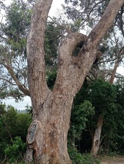 Fototapeta premium tree in the park