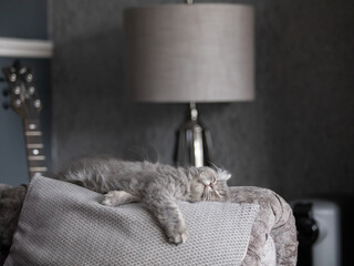 Close-up of a fluffy grey male British Longhair kitten sleeping on a sofa