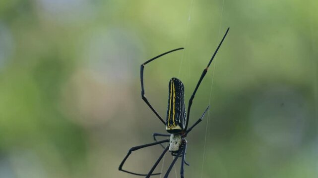 Nephila pilipes spider. Its other names golden orb weaver and giant golden orb weaver. This is a species of&nbsp;golden orb web spider. A big spider on its web in the forest.