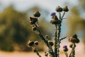 The Beauty of Nature's Flowers   NatureLovers  FlowerPower  BloomsOfInstagram  FloralBeauty  NaturePhotography  InstaFlowers  GardenVibes  Wildflowers  NatureInspiration  FlowerLove  PetalPerfection © event
