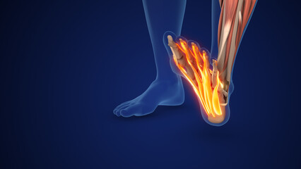 Plantar Fascia Providing Arch Support in Feet