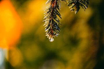 Nature and countryside harmony in summer landscape