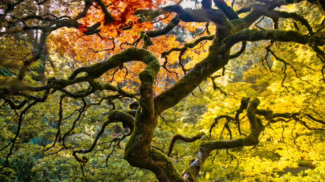 Full frame close-up of a Japanese Maple tree and assorted autumn leaf colours, USA