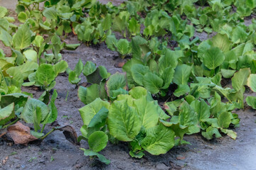 Fototapeta premium Badan flowers seedlings in cottage garden. Green Badan seedling are planted in village garden. Sunny day.