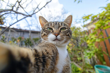 Fototapeta premium Cat taking a selfie in a sunny garden setting