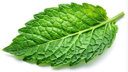 Fototapeta premium Fresh Tomato Leaf Isolated on White Background, Macro Photography, Nature Close-Up, Organic Vegetables, Green Foliage, Botanical Aesthetics, Healthy Living, Culinary Ingredients, Gardening, Plant Life