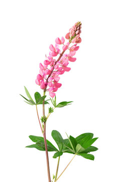 Pink lupine flower isolated on white background. Bunch of colorful lupines, spring flower.