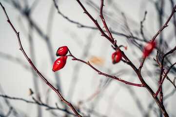 Bell tower of the ancient disappeared village of Curon. Lake Resia in winter.
