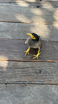 Close-up overhead view of a Mynah bird on wooden decking, Ayutthaya, Thailand
