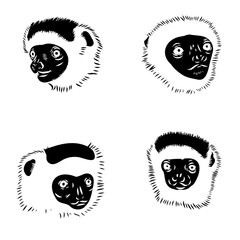 Verreaux's sifaka - vector illustration sketch hand drawn with black lines