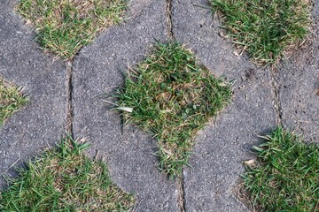Close-up of green grass growing between concrete paving stones.