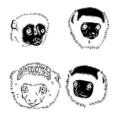 Verreaux's sifaka - vector illustration sketch hand drawn with black lines