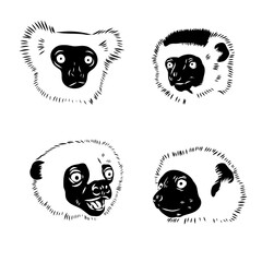 Verreaux's sifaka - vector illustration sketch hand drawn with black lines