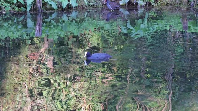 uccello di folaga, coot bird