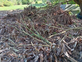 Pile of dry twigs and leaves on the ground in the garden.photo taken in malaysia
