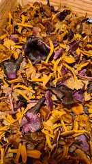 Une belle cueillette de petits champignons (chanterelles, trompettes, mousserons, pieds de mouton,...)