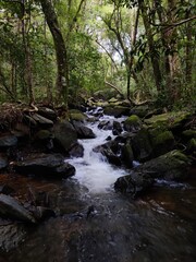Somewhere in the Lush Green Woods