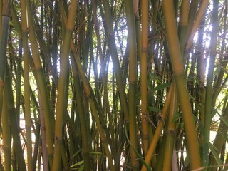 bamboo