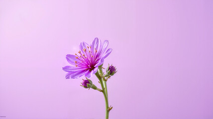 Obraz premium Purple wildflower on a lavender background