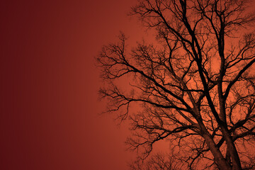 Tree in the sunset. Leafless Oak tree branches silhouette. Black and orange. Natural oak tree branches on a orange background. Silhouettes of a dark forest with textured trees. Autumn forest
