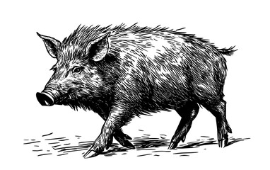 Boar, wild boar, hog, wild pig, sketch. Vintage retro print, wild boar, forest pig sketch ink style drawing, linear drawing, engrave old school. Sketch artwork silhouette wild ho pig. Illustration