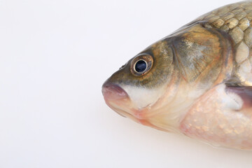 A crucian carp isolated on a white background