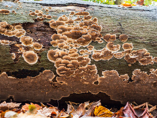 Turkey Tail Fungi on Wooden Log