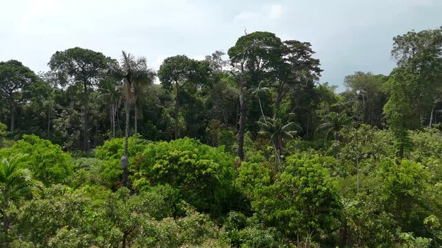 Traditional cassava cultivation growing surrounded by pristine forest in a tributary of the Negro river in the Brazilian Amazon Forest.