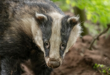 Badger on the grass, close up in Scotland © Digital Nature 