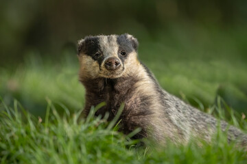 Badger on the grass, close up in Scotland