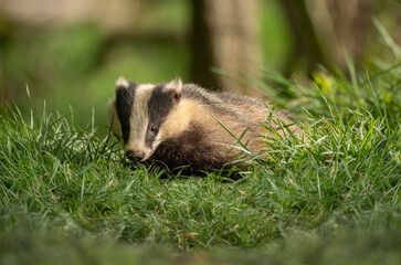 Badger on the grass, close up in Scotland © Digital Nature 